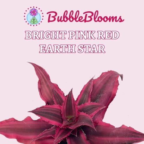 BubbleBlooms Cryptanthus Bivittatus, 2 inch Set of 3, Bright Pink Red Earth Star Tiny Mini Pixie Plants
