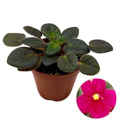 Harmony Foliage Mini African Violet Lucky Ladybug 2 inch Red Flower