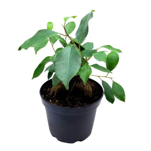 BubbleBlooms Ficus microcarpa Chinese Banyan Bonsai Tree in a 6 inch Pot