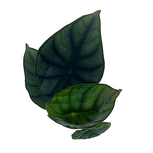 BubbleBlooms Alocasia Nebula, Nebula Imperialis, Black Diamond, Silver Plant, Alocasia Silver Nebula, Elephant Ear Plant in 2 inch Pot