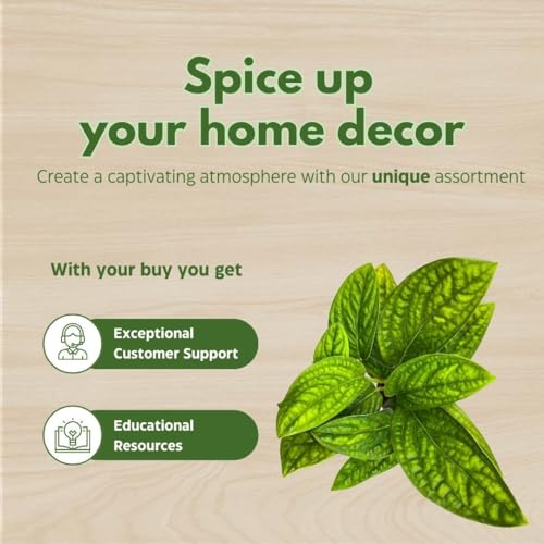 BubbleBlooms Monstera Peru in a 4 inch Pot Monstera Karstenianum