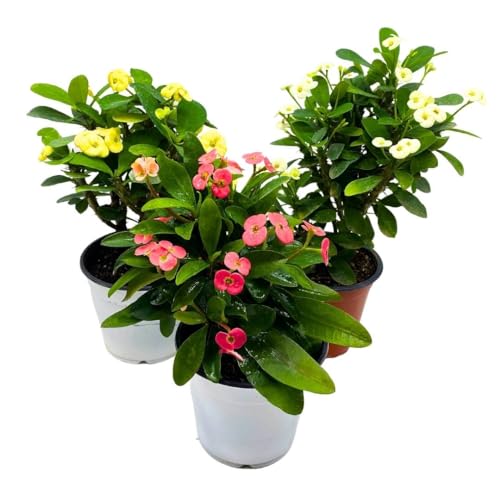 BubbleBlooms Crown of Thorns, Euphorbia milii Assortment - Thumbnail 3