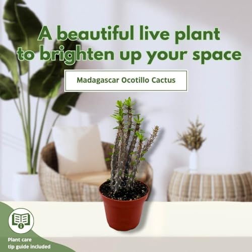 BubbleBlooms Madagascar Ocotillo (Madigascan) African Alluaudia procera, 4 inch White Cactus