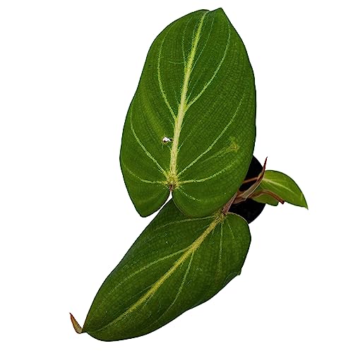 BubbleBlooms Philodendron Gloriosum, Anthurium Gloriosum, Velvet Philodendron, Creeper Plant in 2 inch Pot