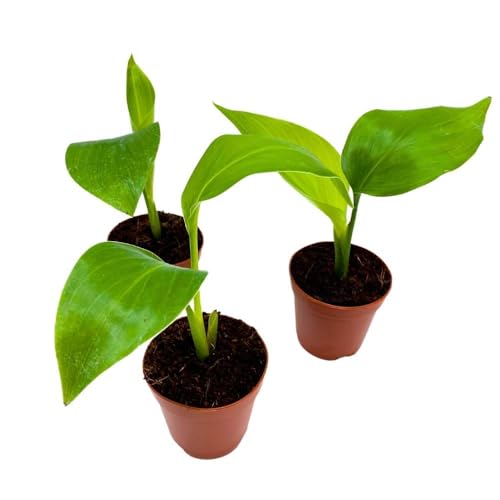 BubbleBlooms Giant White Bird of Paradise, 2 inch Set of 3, Strelitzia nicolai Tiny Mini Pixie Plants