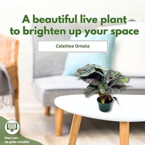 BubbleBlooms Calathea Ornata, Pinstripe in a 4 inch Pot Prayer Plant, Cathedral Plant Pin Stripe