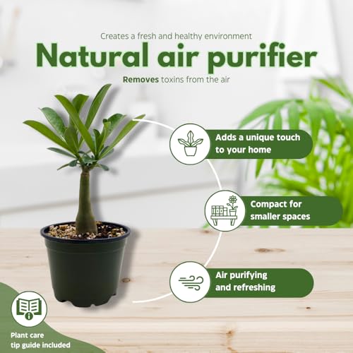 BubbleBlooms Desert Rose Apple in a 4 inch Pot Extremely Rare Flower