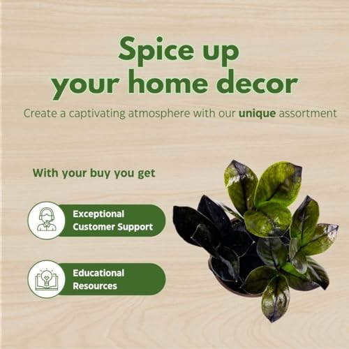 BubbleBlooms Black ZZ, 4 inch Raven Zamioculcas Zamiifolia Dowon Jet-Black