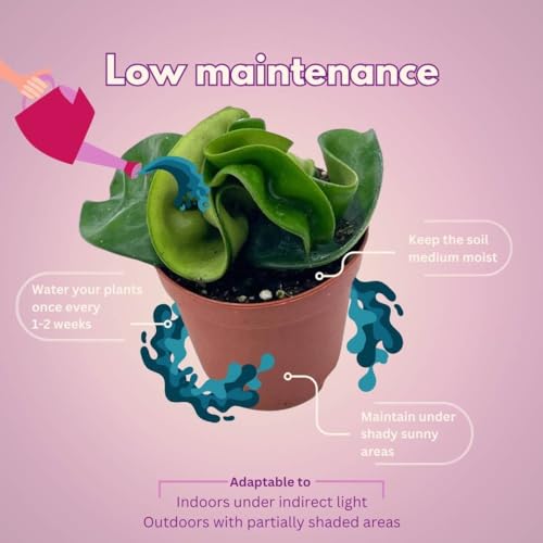 BubbleBlooms Hoya Green Hindu Rope 2 inch Set of 3 Crinkle Wax Plant Porcelain Flower Tiny Mini Pixie Plants