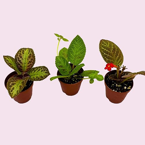 BubbleBlooms Flame Violet, Episcia Cupreata Assortment Set 2 inch pots 3 Different Velvet Plants, Tiny Mini Pixie Plant