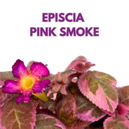 Harmony Foliage Episcia Pink Smoke Rare Variegated Flame Violet Flowering Gesneriad