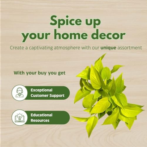 BubbleBlooms Neon Pothos in a 6 inch Pot Devil's Ivy, Hunter's Rove