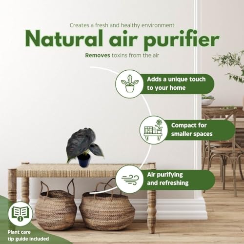 BubbleBlooms Alocasia Red Mambo, Alocasia Azlanii, Elephant Ear in 2 inch Pot