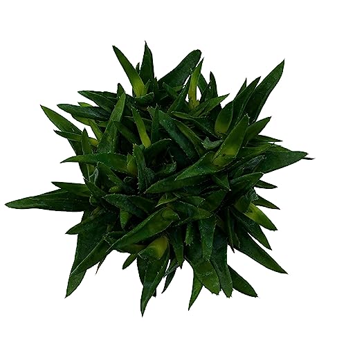 BubbleBlooms Aloe Black Gem in a 6 inch Pot