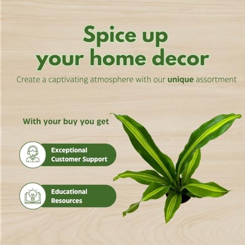 BubbleBlooms Dracaena Fragrans, 4 inch Corn Plant, Inner Variegated, House Plant