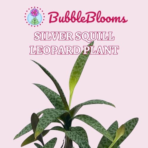 BubbleBlooms Silver Squill Leopard Plant, Ledebouria socialis, 4 inch