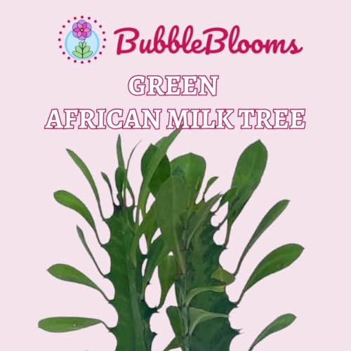 BubbleBlooms Original African Milk Tree, 4 inch Euphorbia trigona Green