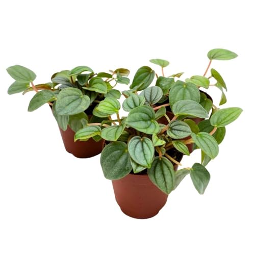 BubbleBlooms Peperomia Frost, 2 inch Set of 3, Ripple Caperata Tiny Mini Pixie Plants