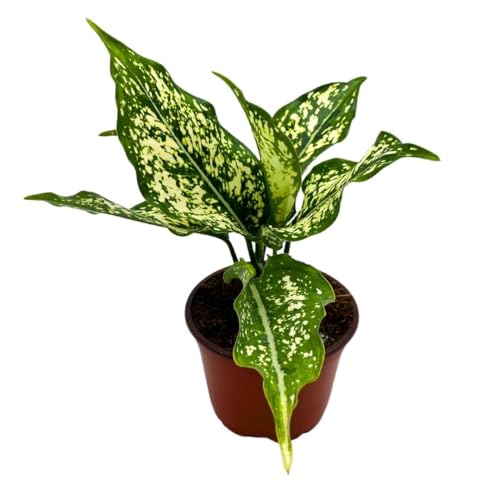 BubbleBlooms Dieffenbachia White Etna in a 4 inch Pot