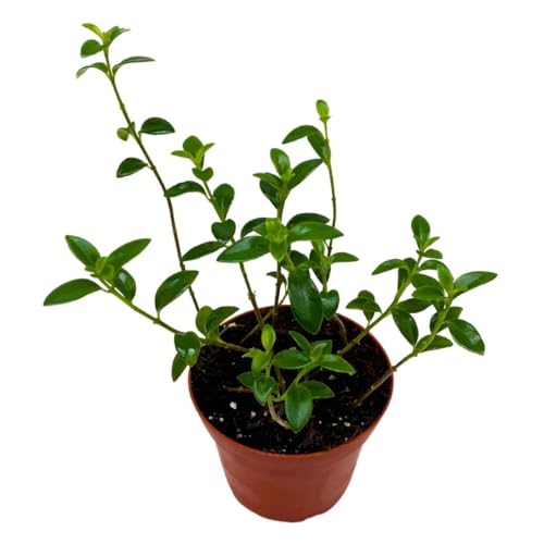 Harmony Foliage Columnea Nematanthus California Gold in a 4 inch Pot