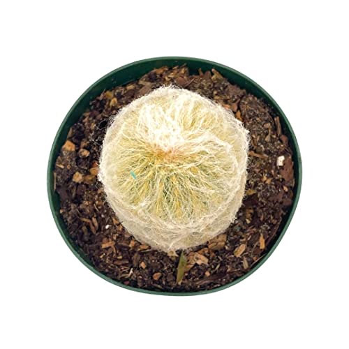 BubbleBlooms Silver Torch Cactus in a 4 inch Pot Cleistocactus strausii Snow Pole Wooly