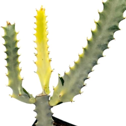 BubbleBlooms Ghost Variegated Euphorbia Trigona, 2.5 inch, White African Milk Tree, Albino Cactus