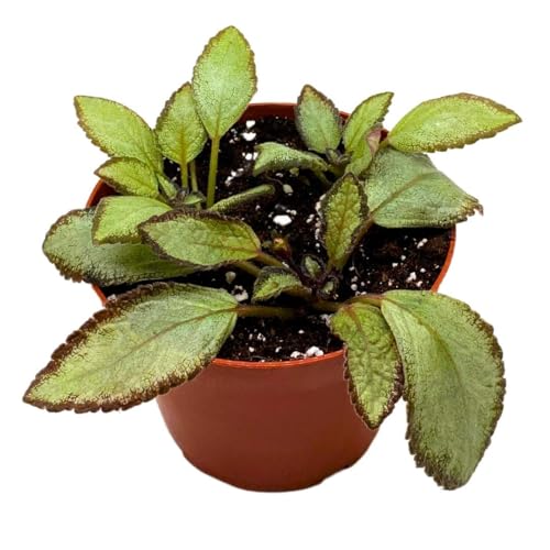 Harmony Foliage Episcia Silver Skies Flame Violet 4 inch