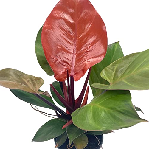 BubbleBlooms Philodendron McColley's Finale, 4 inch Bright Red Philo