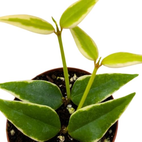 BubbleBlooms Hoya Varigated Bella Albomarginata in a 2 inch Pot