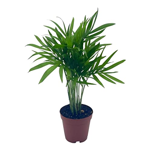 house plant that looks like a mini palm tree BubbleBlooms Neanthe Bella Palm, in a 2 inch Pot Palma Areca, Chamaedo – Florida House Plants