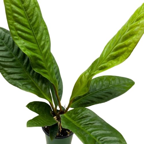 BubbleBlooms Anthurium Superbum 4 inch