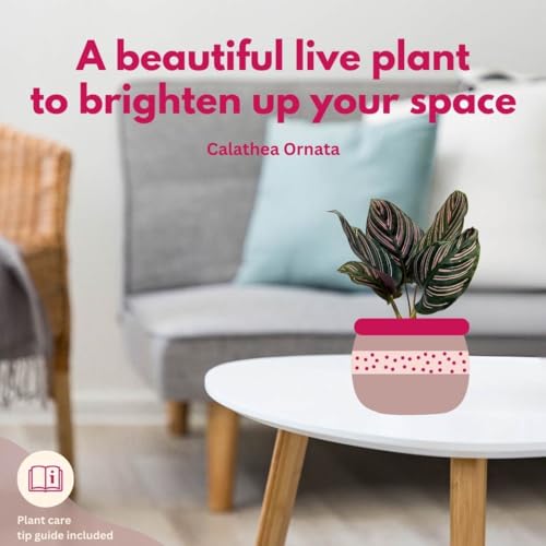 BubbleBlooms Calathea Ornata, Pinstripe Plant, Zebra Plant, Cathedral Plant, Peacock Plant in 2 inch Pot