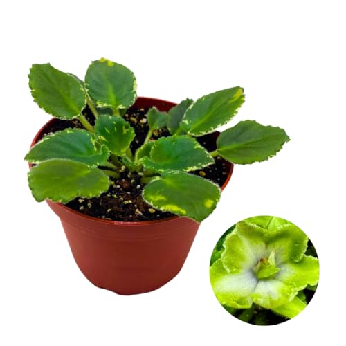 Harmony Foliage African Violet Frosty Frolic 4 inch White Green Flower