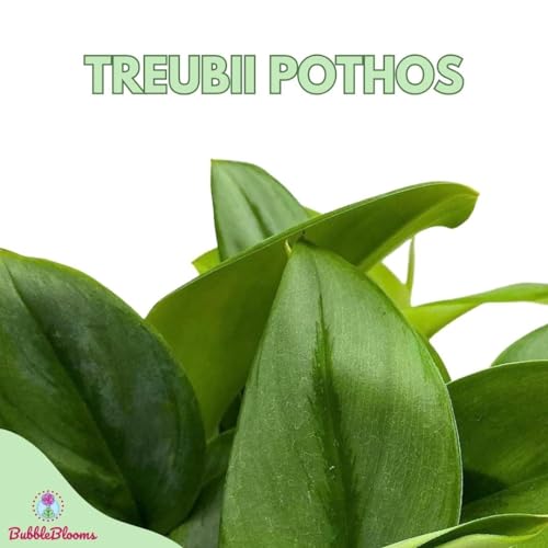 BubbleBlooms Treubii Pothos, Scindapsus Treubii Moonlight, Sterling Silver Plant, Moonlight Pothos in 4 inch Pot