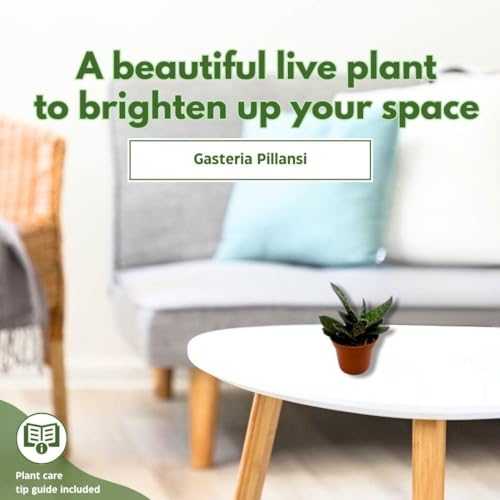 BubbleBlooms Gasteria pillansii, Green Dragon, Smooth in a 2 inch Pot