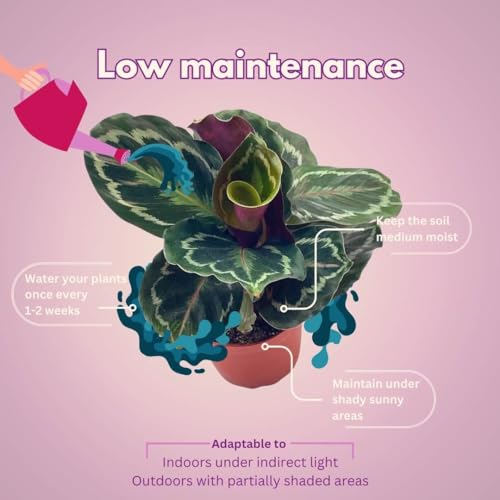 BubbleBlooms Calathea Medallion, Roseopicta in a 4 inch Pot Regal Rose, Rabbit Ear Prayer Plant