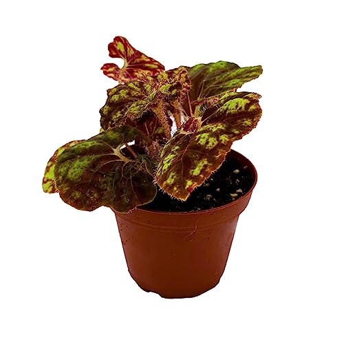 BubbleBlooms Harmony's Cowardly Lion Rhizomatous Begonia in a 4 inch Pot Yellow Rhizo