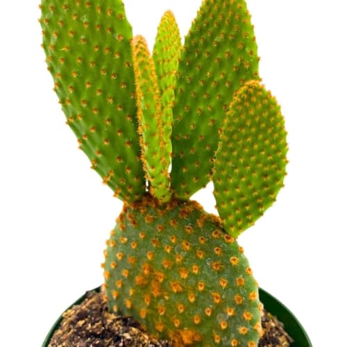 BubbleBlooms Bunny-Ears Prickly-pear Copper Red, 3 inch Pot Opuntia microdasys