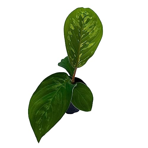 BubbleBlooms Homalomena Camouflage in a 2 inch Pot