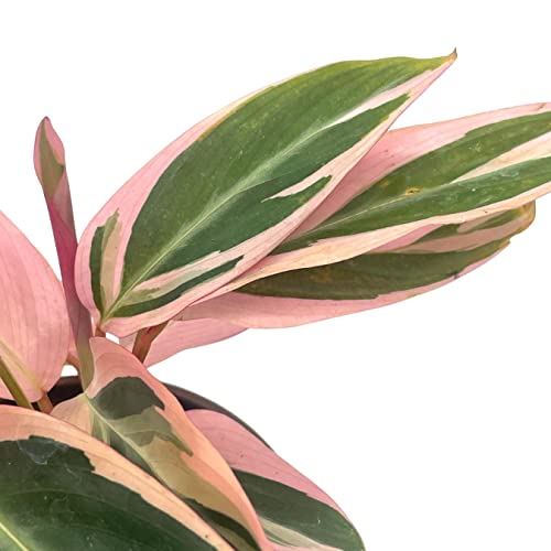 BubbleBlooms Stromanthe Triostar 4 inch Sanguinea Beautiful and Easy Indoor House Plant