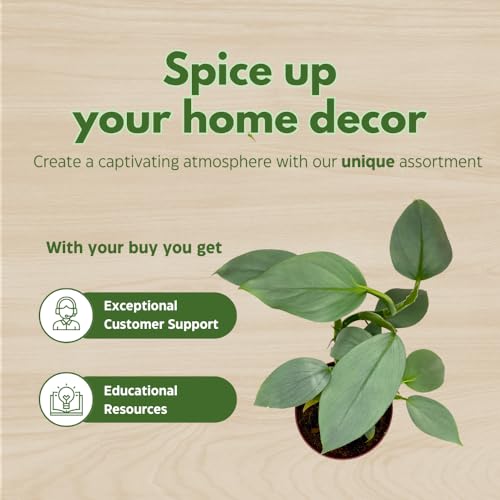 BubbleBlooms Philodendron Assortment in 4 inch Pots Set of 5