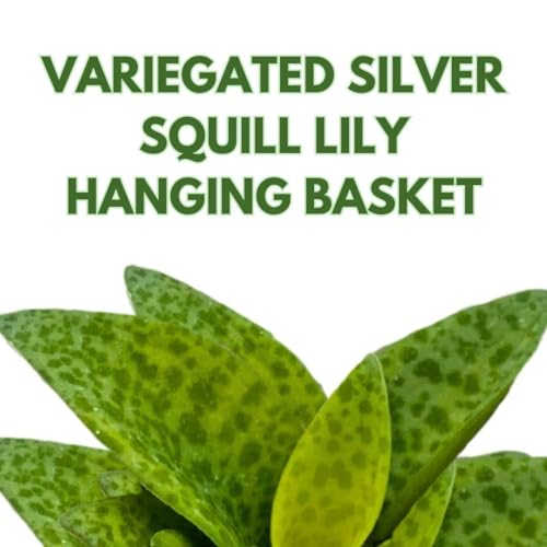 BubbleBlooms Variegated Silver Squill Leopard Lily Ledebouria Socialis, Hanging Basket