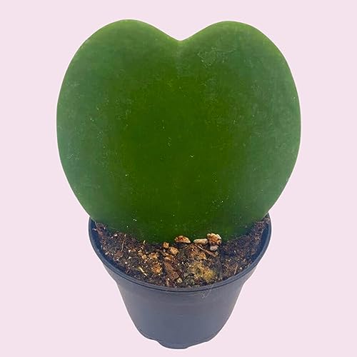 BubbleBlooms Green Hoya Kerrii Heart in a 2 inch Pot Sweetheart Mother's Day Plant