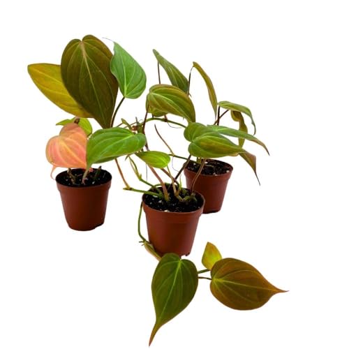 BubbleBlooms Philodendron Micans Heart Leaf Philo hederaceum, 2 inch Set of 3, Tiny Mini Pixie Plant