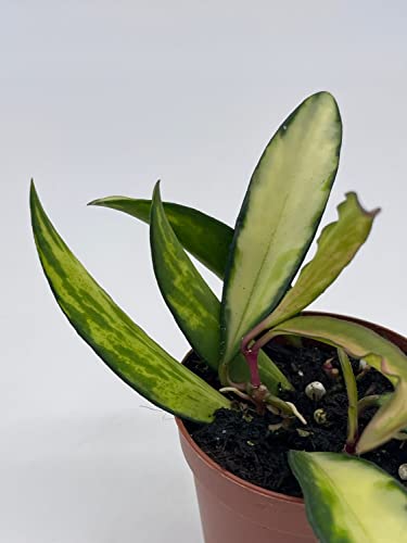 BubbleBlooms Variegated Wayetii Hoya Tricolor in a 2 inch Pot