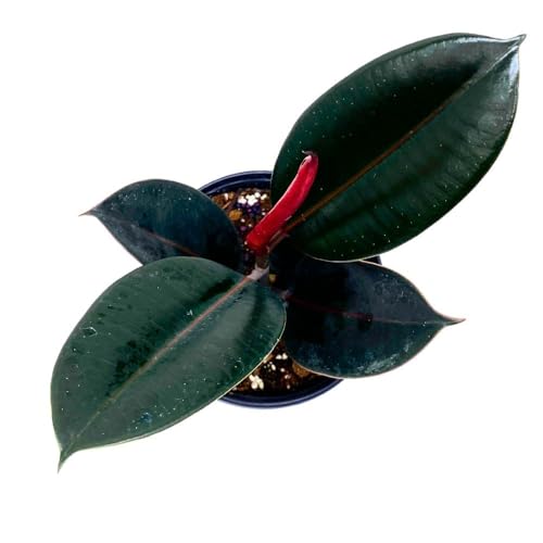 BubbleBlooms Ficus elastica Burgundy 6 inch India Rubber Tree Decora Fig Plant