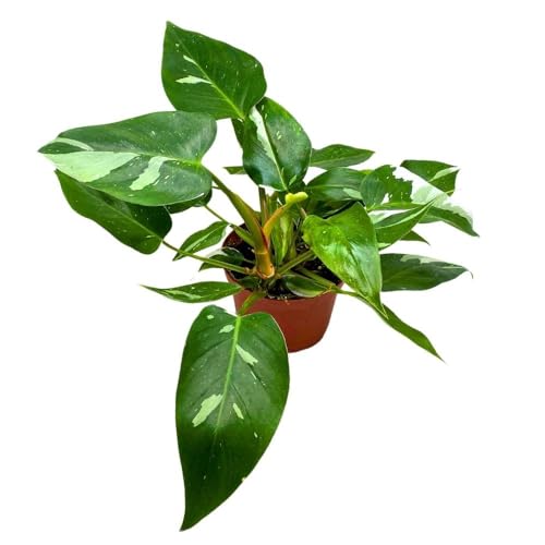 BubbleBlooms Philodendron White Princess 6 inch Rare Variegated Philo Indoor House Plant