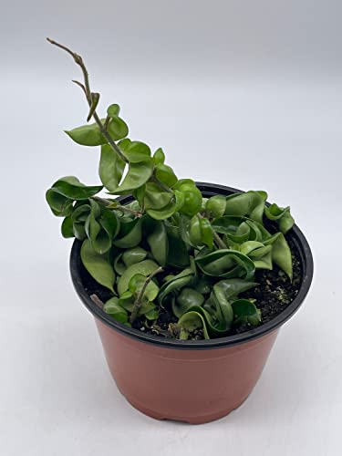 BubbleBlooms Hoya Hindu Rope Carnosa Compacta in a 6 inch Pot Krinkle Kurl, Honeyplant Waxplant Porcelain Flower