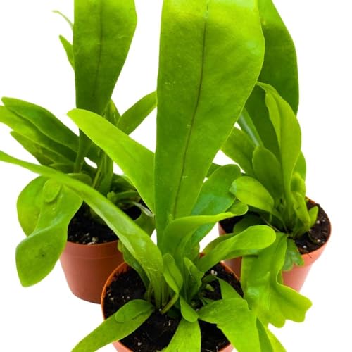 BubbleBlooms Bird's Nest Fern 2 inch Set of 3 Asplenium Nidus Tiny Mini Pixie Plants