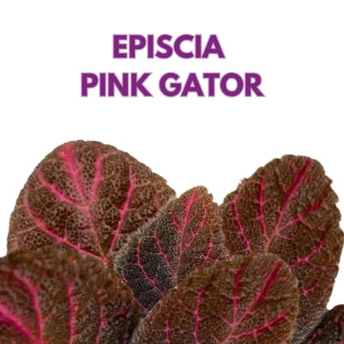 Harmony Foliage Episcia Pink Gator Flame Violet 2 inch